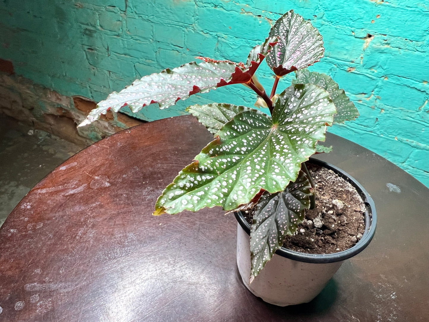 Begonia Maculata Pink (Polka Dot)