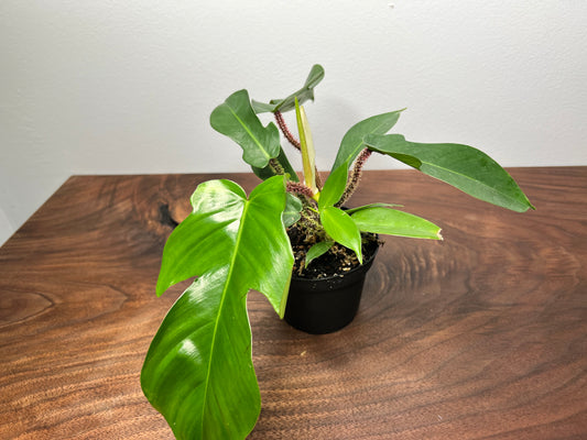 Philodendron Squamiferum