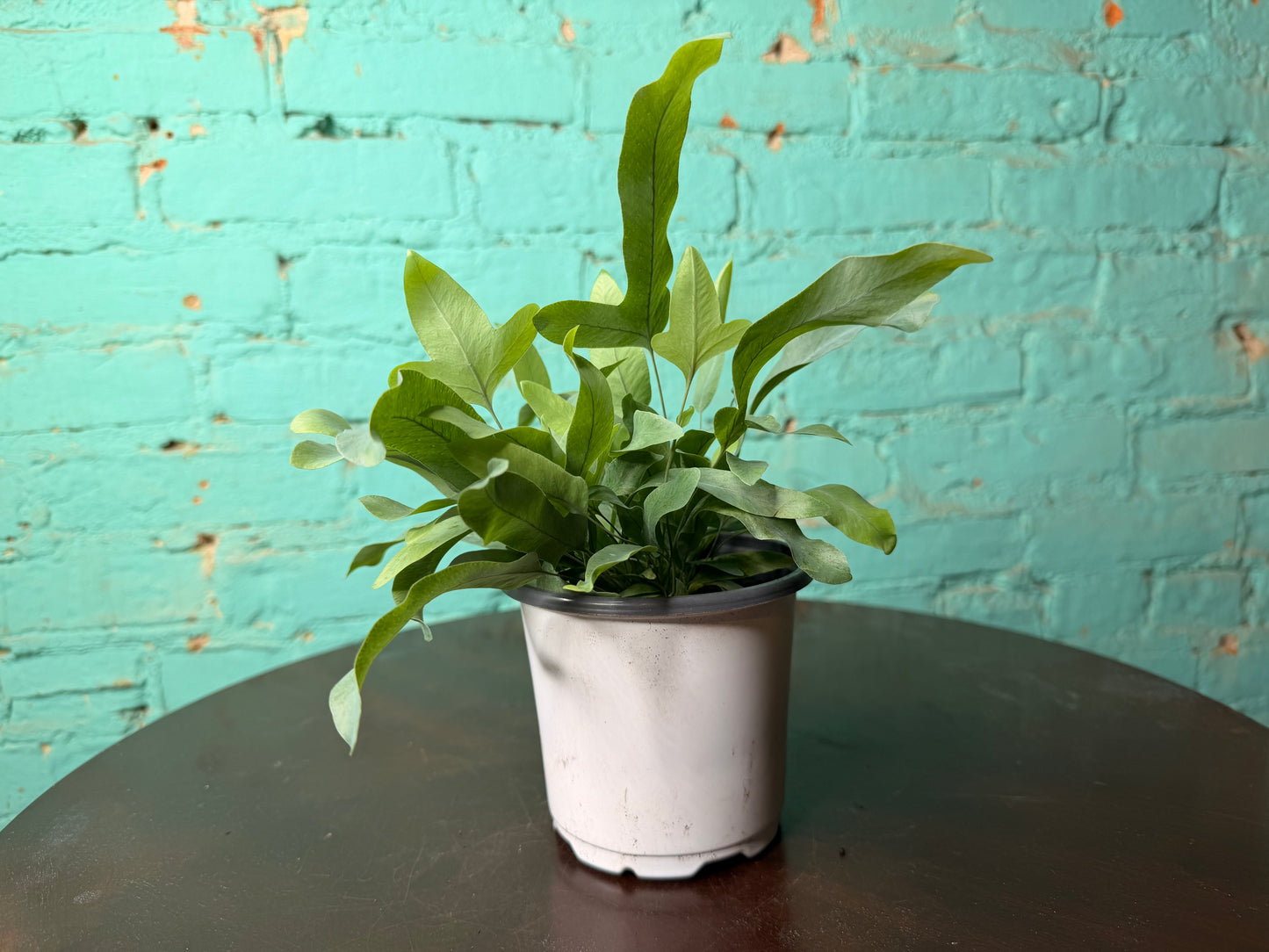 Blue Star Fern 4”