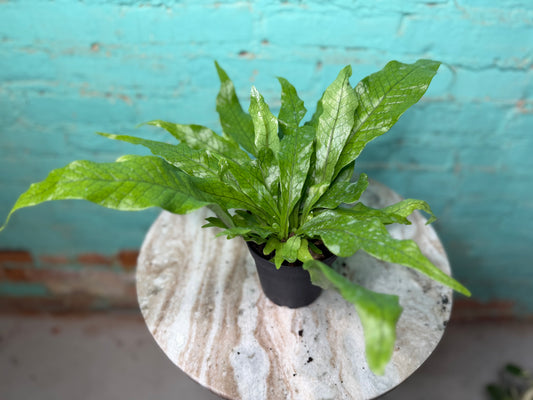 Crocodile Fern 4”