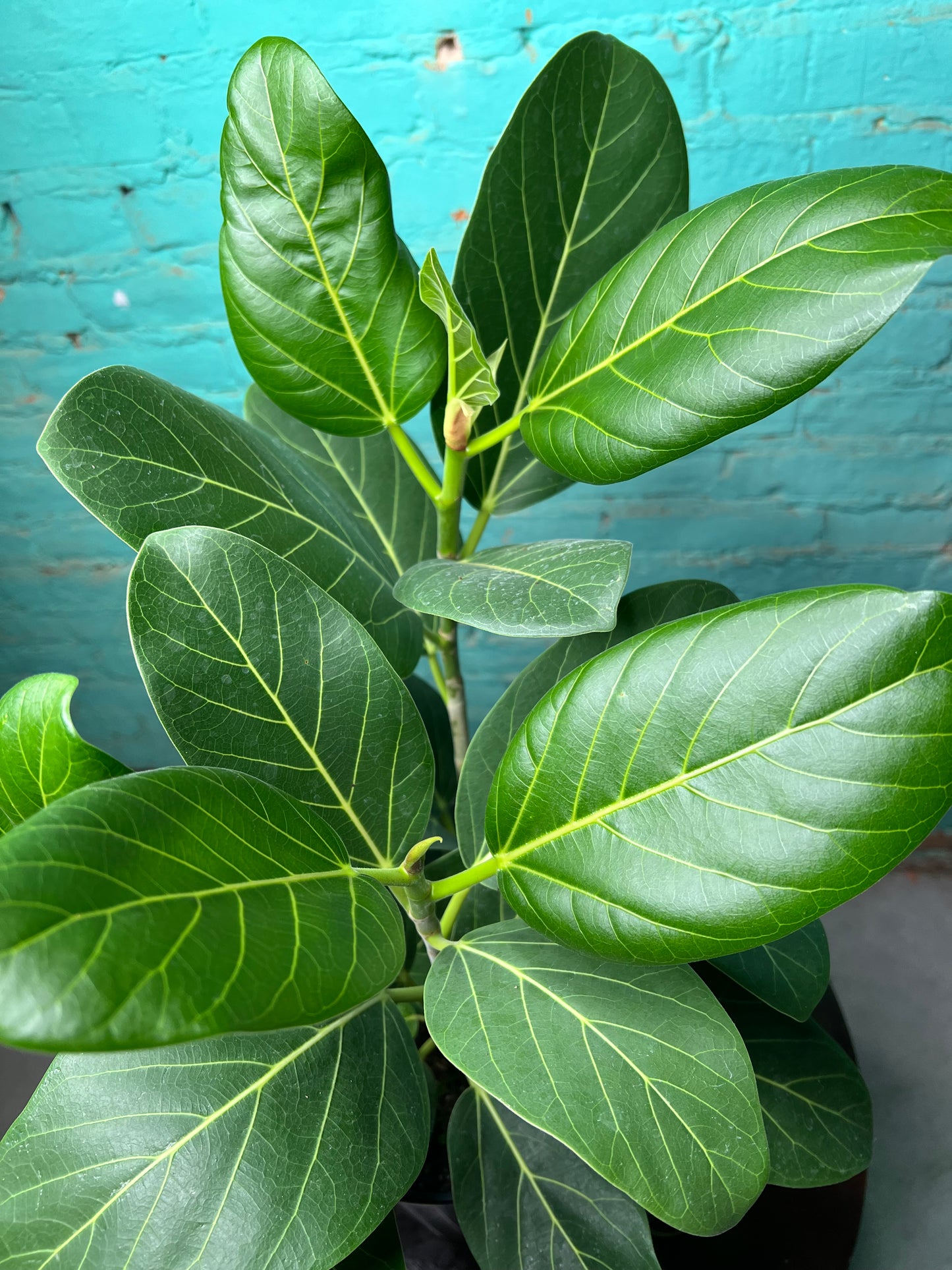 Ficus Audrey 8”
