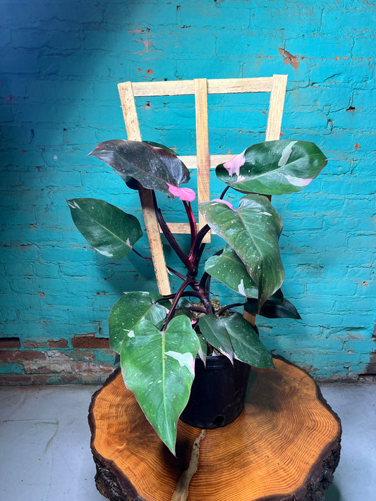 Philodendron-Pink princess Trellis 10”
