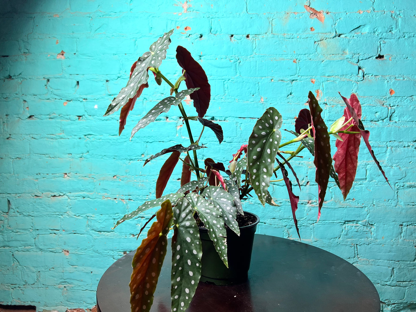 Begonia Maculata 6” Polka Dot
