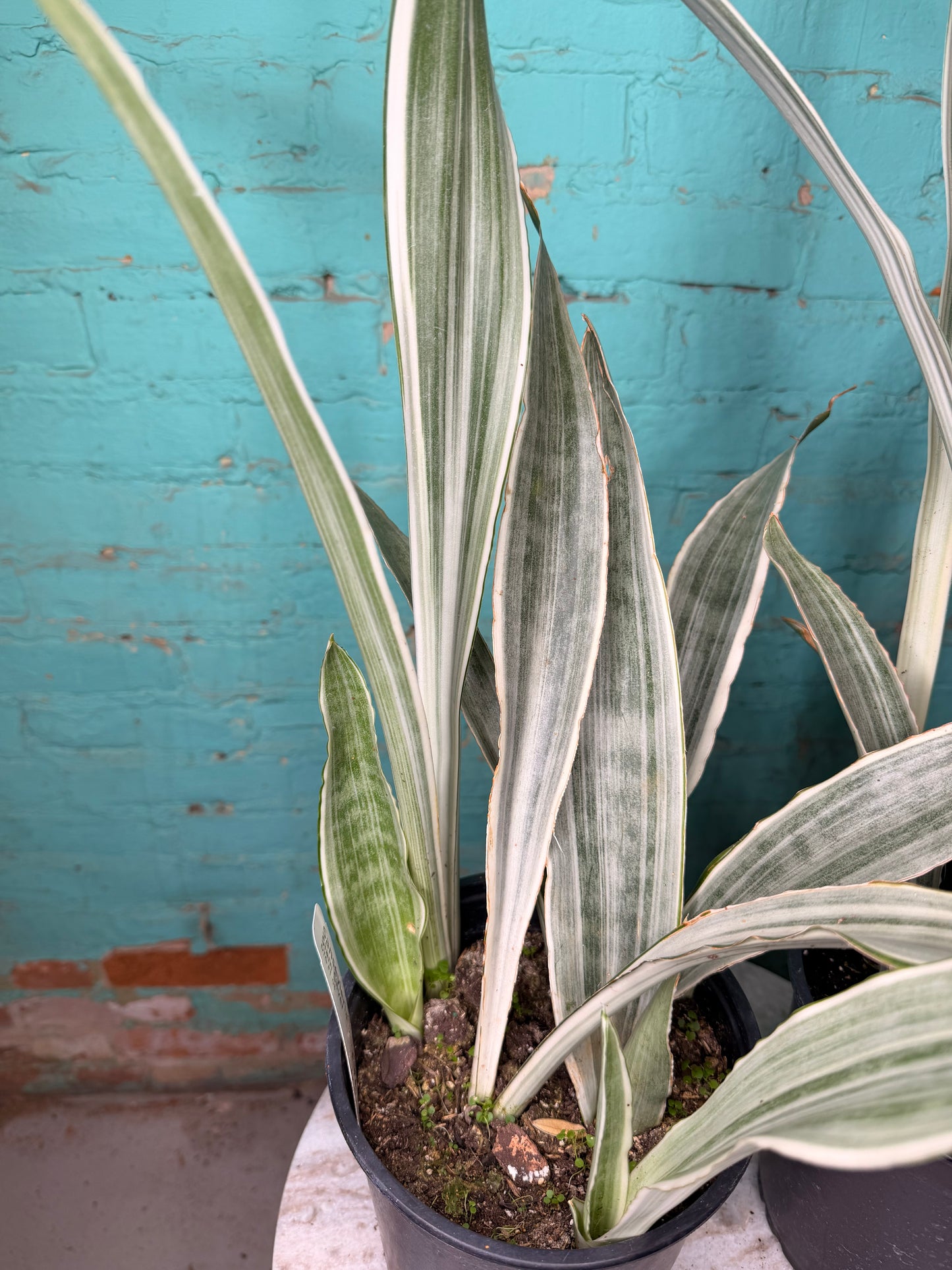 Snake Plant ‘Siam Silver’ 6”