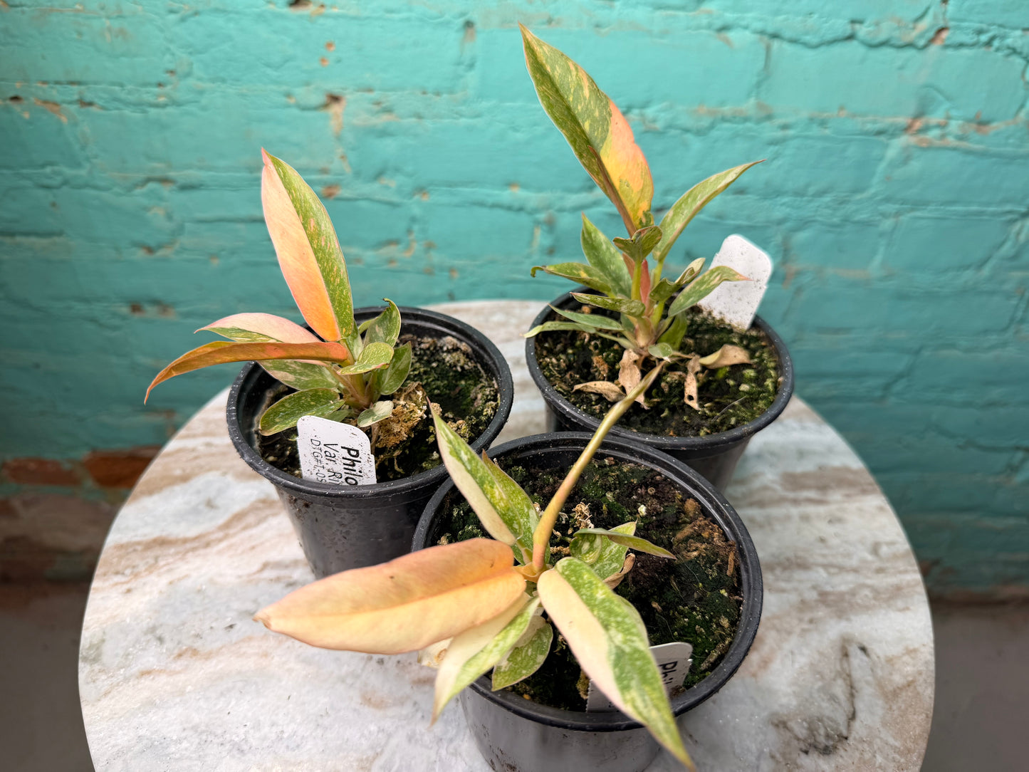 Philodendron Ring of Fire
