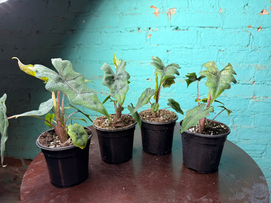 Alocasia ‘Jacklyn’ 4”