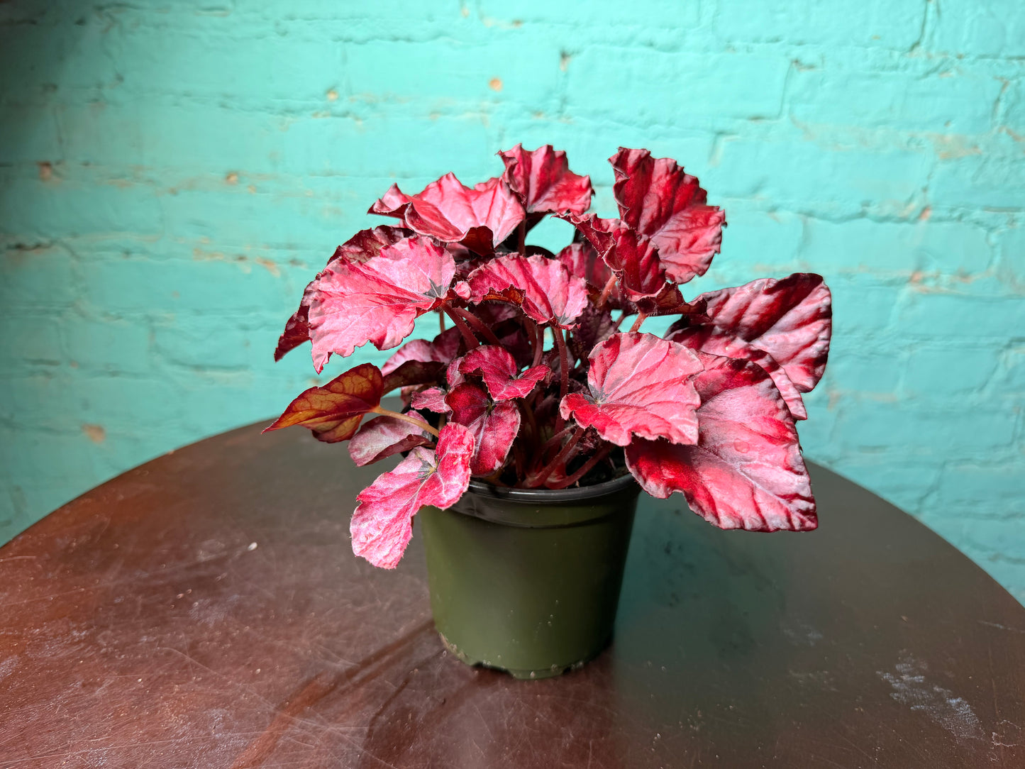 Begonia “Red Kisses”