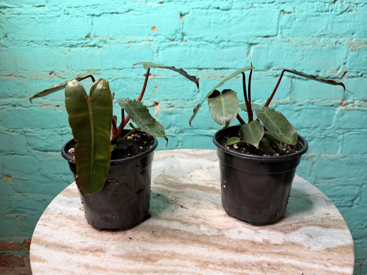 Philodendron Black Billietiae 4”