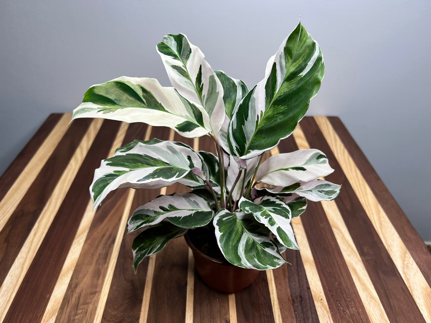 Calathea Stella 4inch