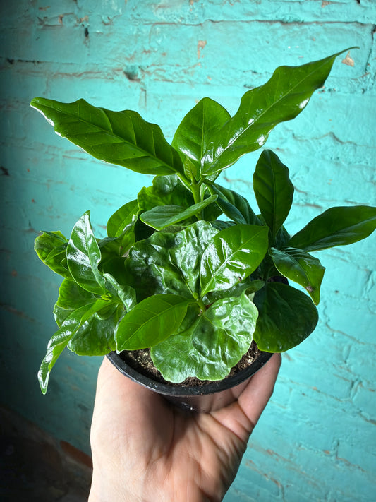 Coffee plant (Coffea arabica) 4”