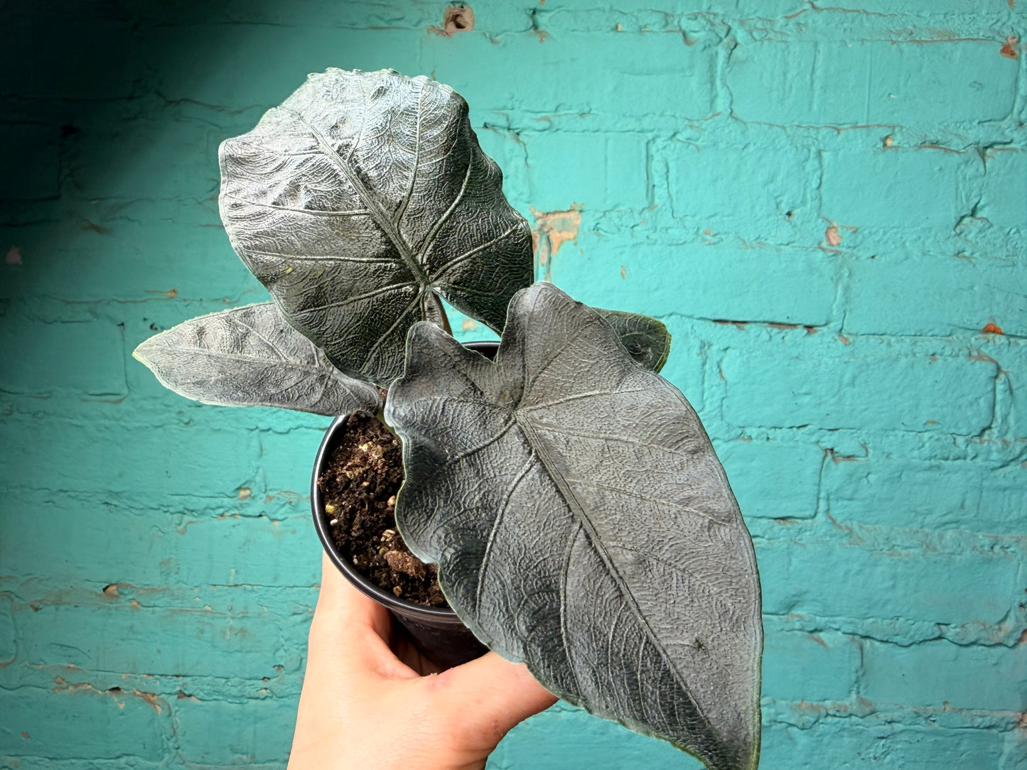 Alocasia ‘Antoro Velvet 4”