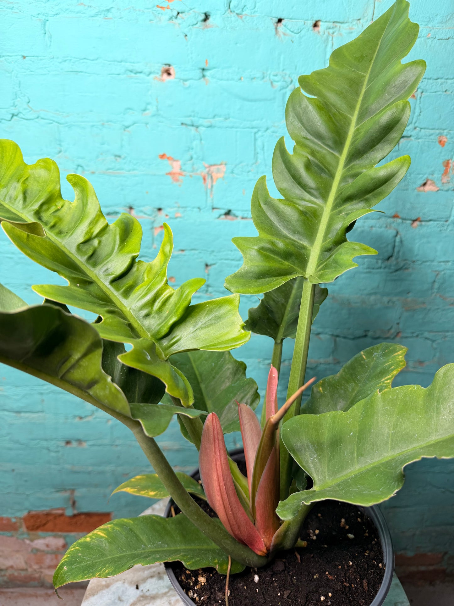 Philodendron Narrow 6”
