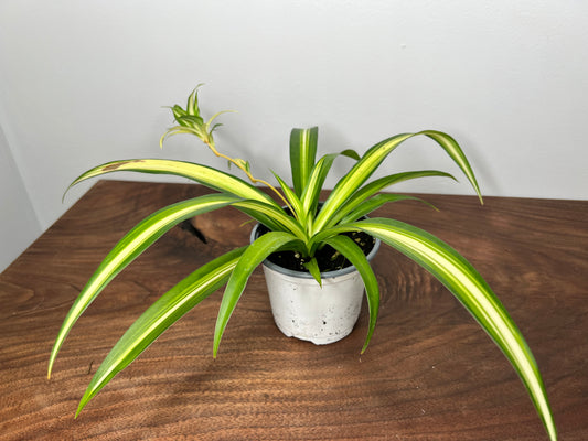 Spider Plant (Pet friendly)