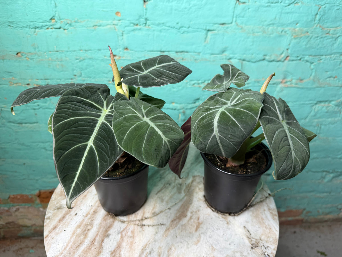 Alocasia-Black Velvet 4”