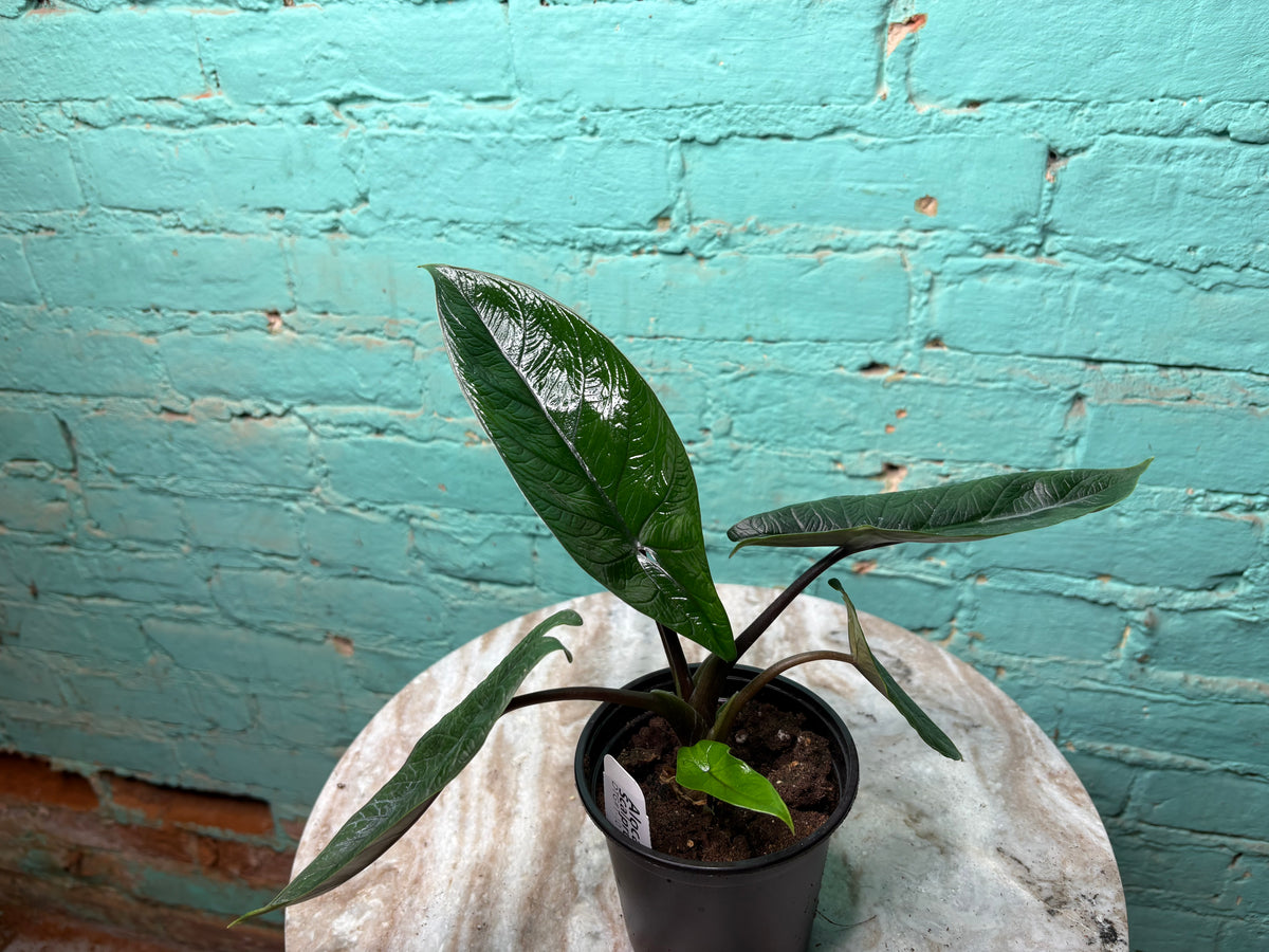 Alocasia scalprum 4”
