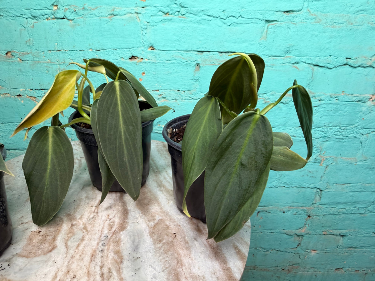 Philodendron Gigas 4”