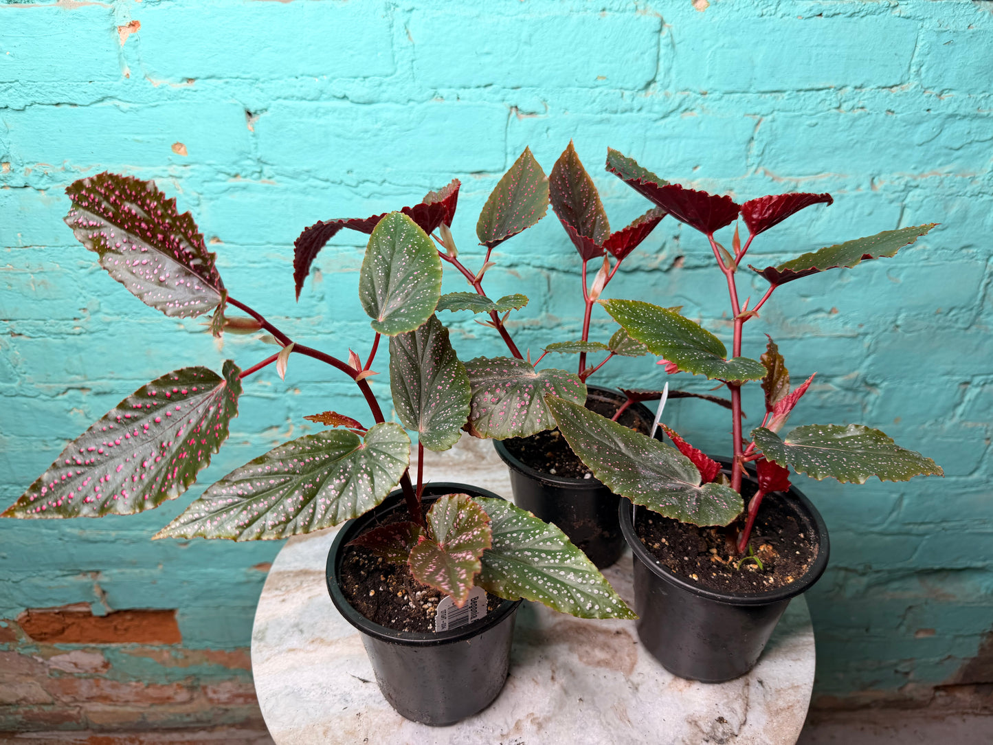 Begonia Maculata Pink (Polka Dot)