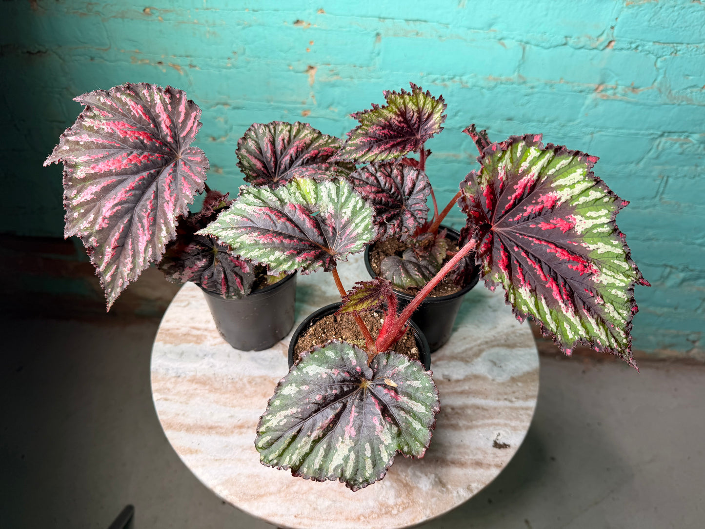 Begonia T-Rex ‘Painted’
