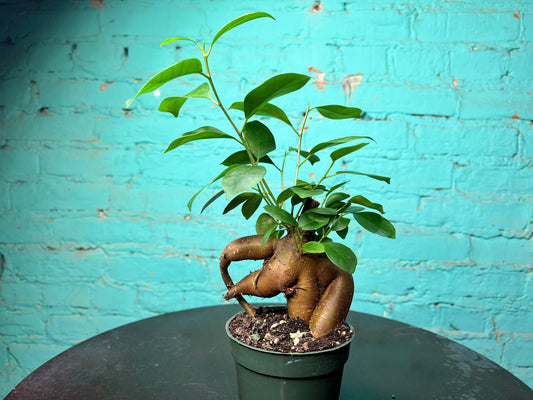 Ficus Ginseng Stump 4”