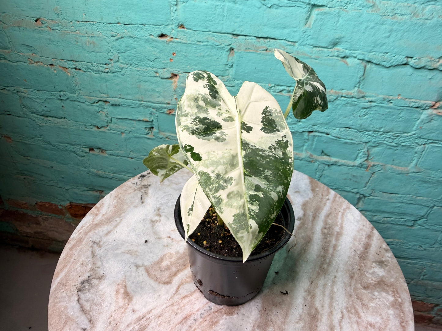 Alocasia Frydek Variegated 4”