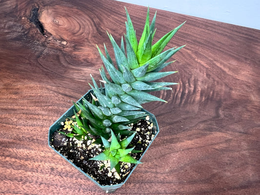 Succulent 2