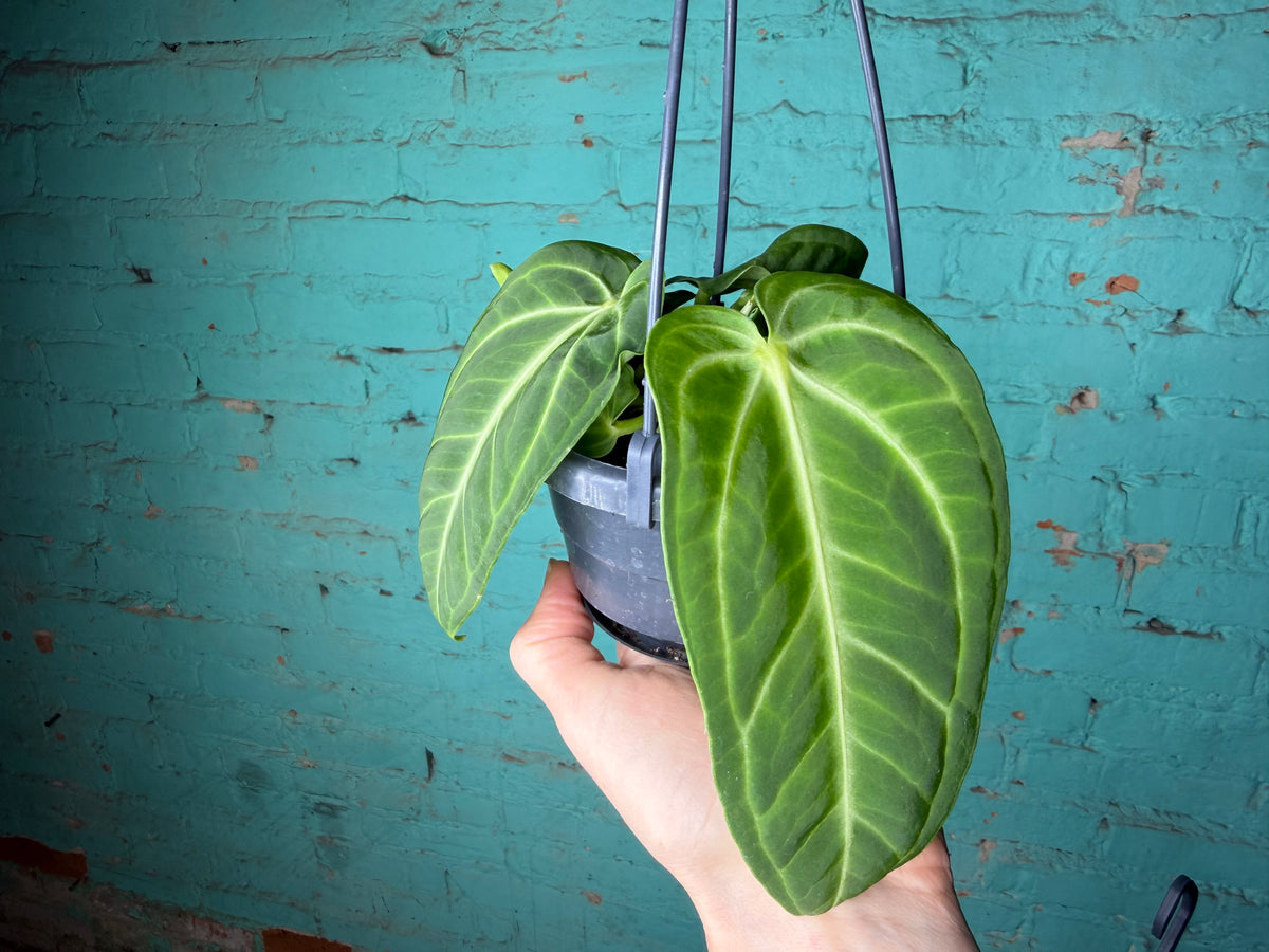 Anthurium Villenaorum 4” Basket