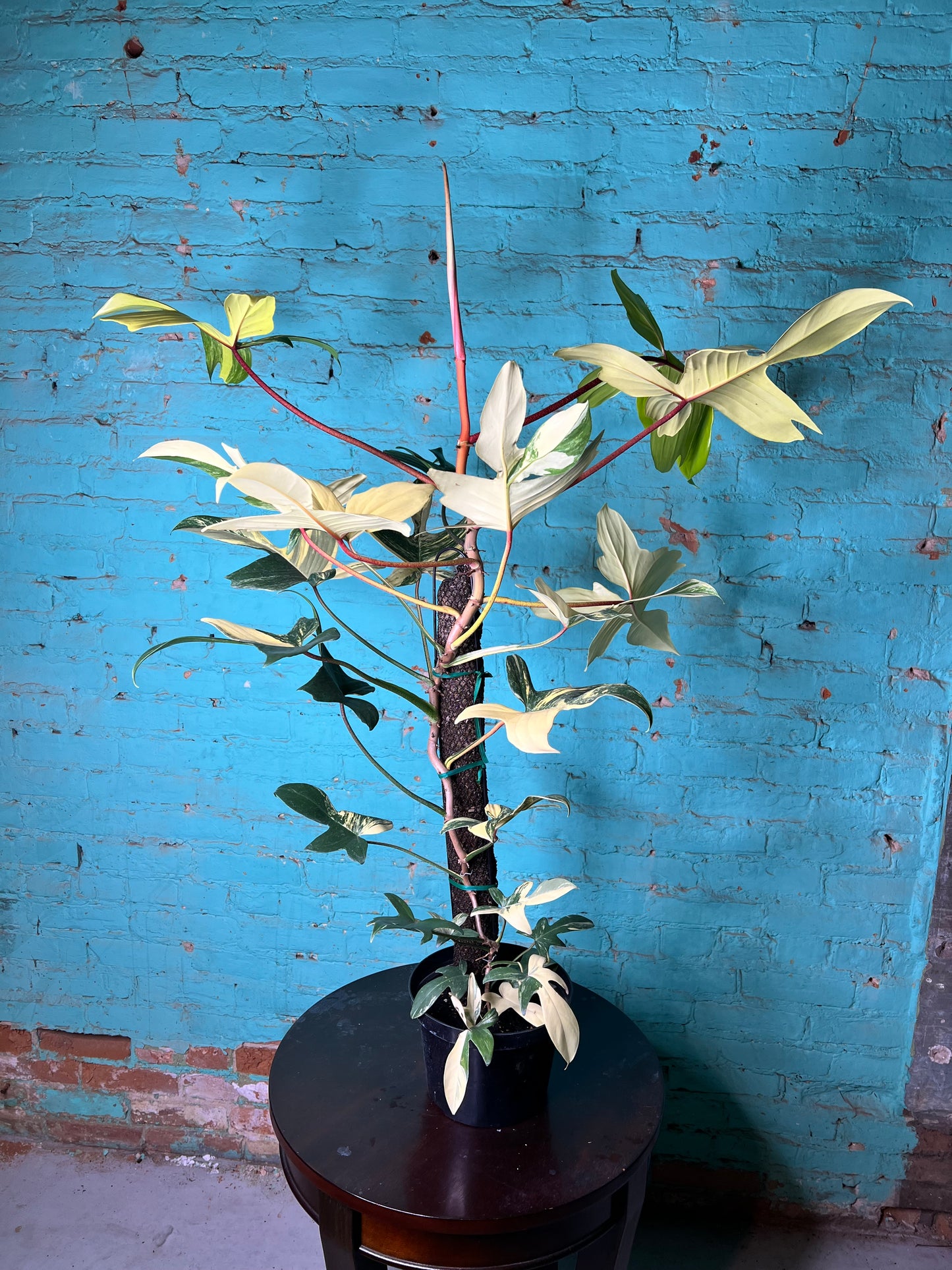 Philodendron Variegated Florida Beauty 8”