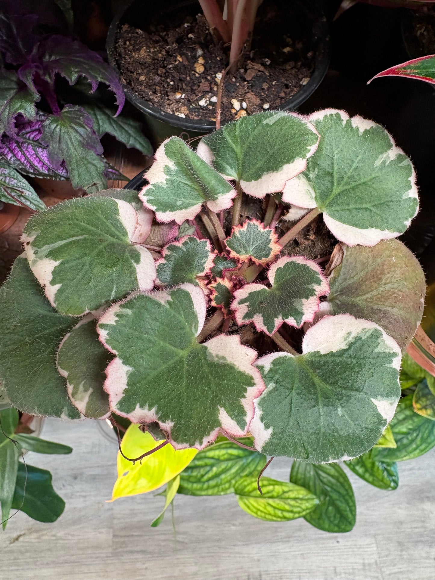 Begonia Strawberry variegated 4”