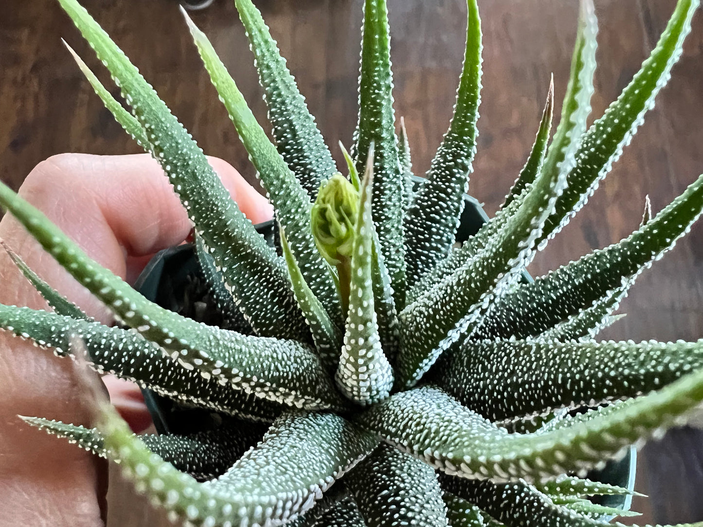 Haworthia -Zebra Plant