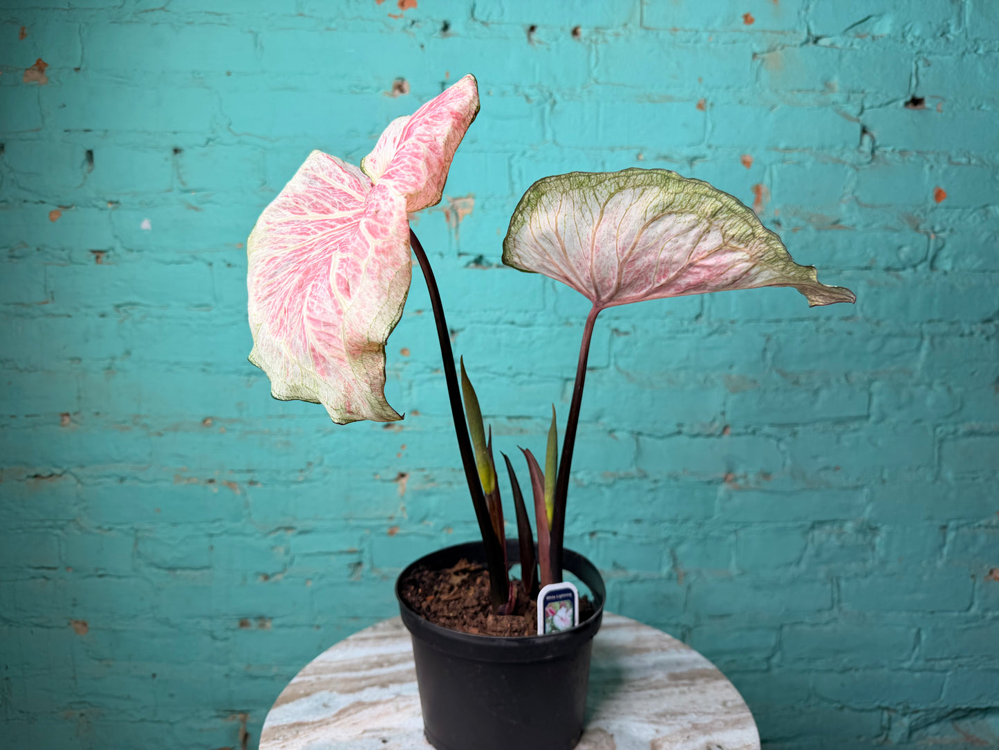 Caladium 6” White Lighting