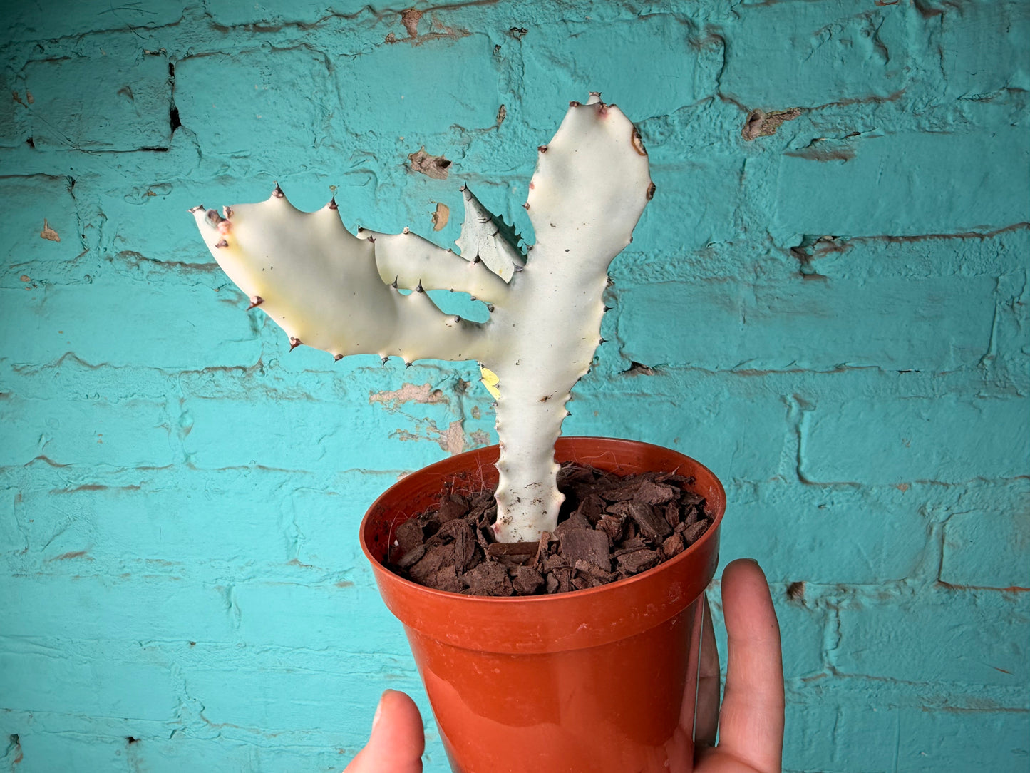 Euphorbia Trigonia Ghost 5”