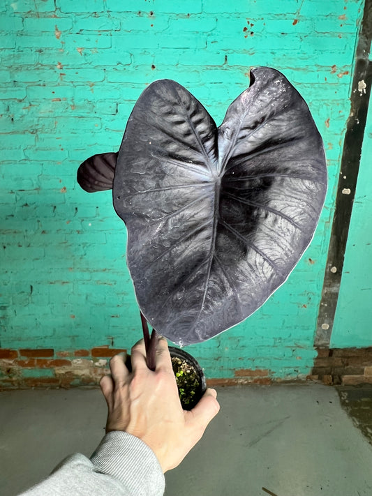 Alocasia Balck Sapphire Gecko 4”