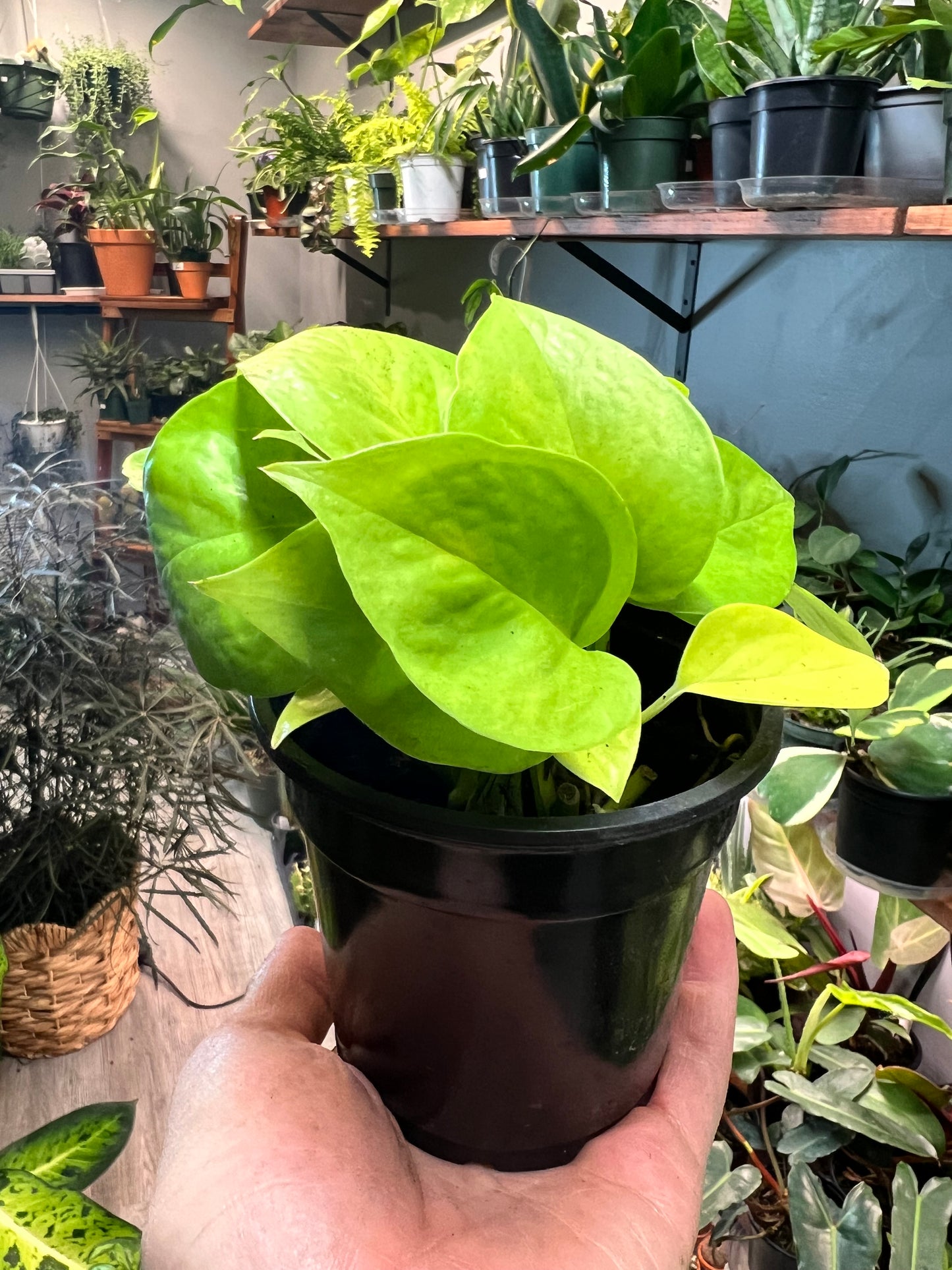 Neon Pothos 4”