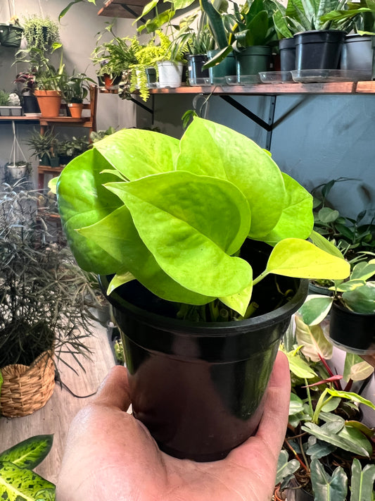 Neon Pothos 4”