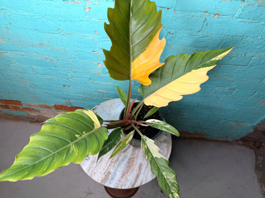 Philodendron Carmel Marble 6”
