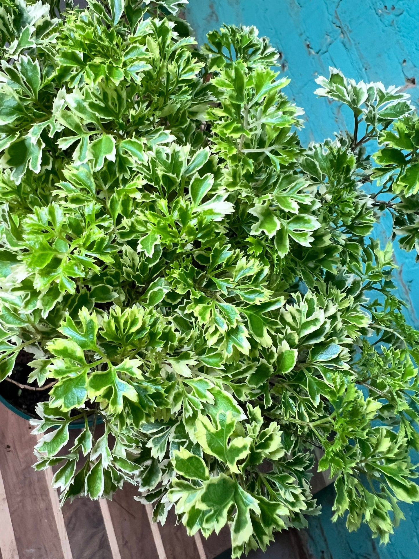 Ming Aralia variegated 6”
