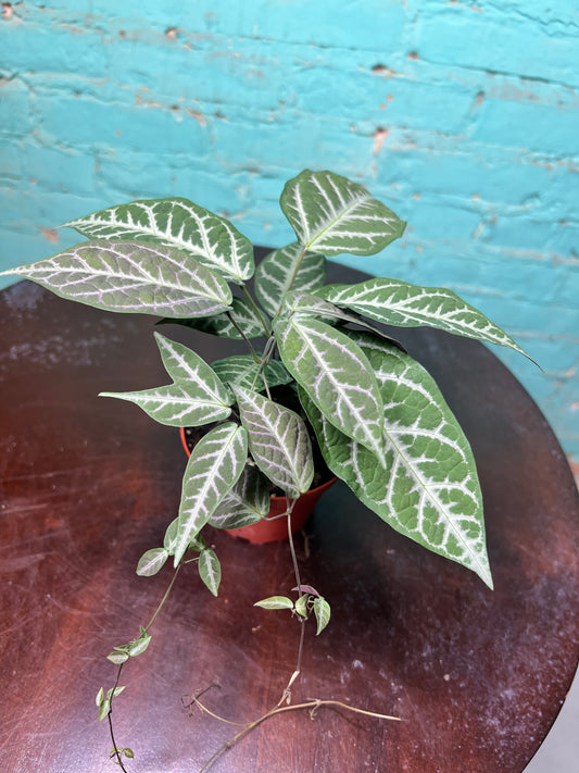 Bignonia Argyro violacea (Cross Vine) 4”