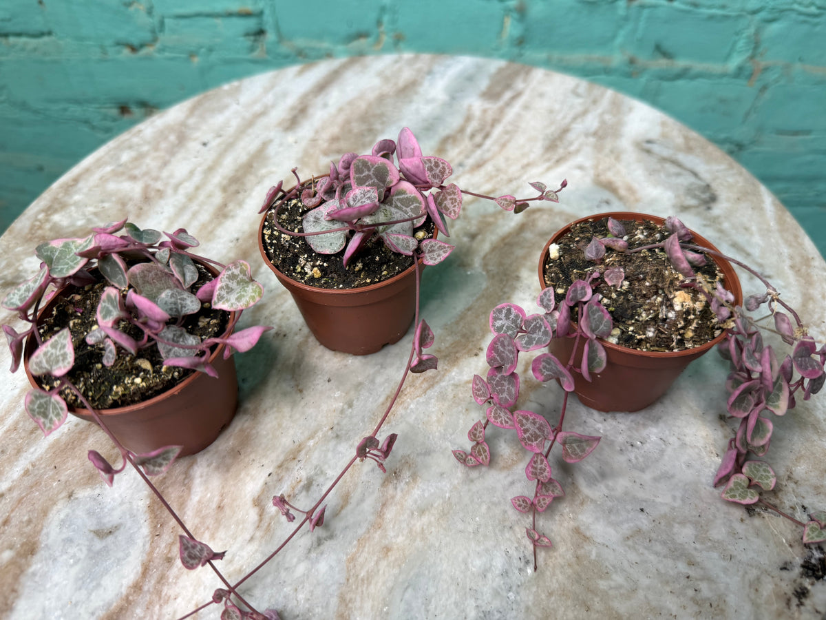 Ceropegia woodii f. Var. | ‘Variegated String of Hearts’