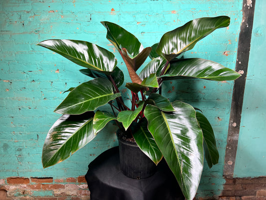 Philodendron Red Congo 10”