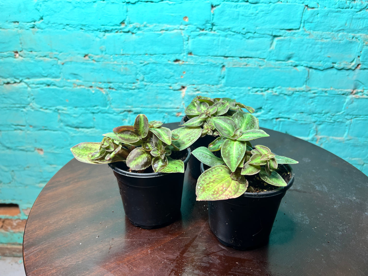 Sonerila Vietnam Sonerila cantonensis 4”