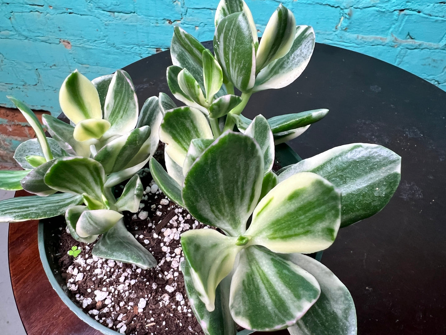 Jade Variegated 6”