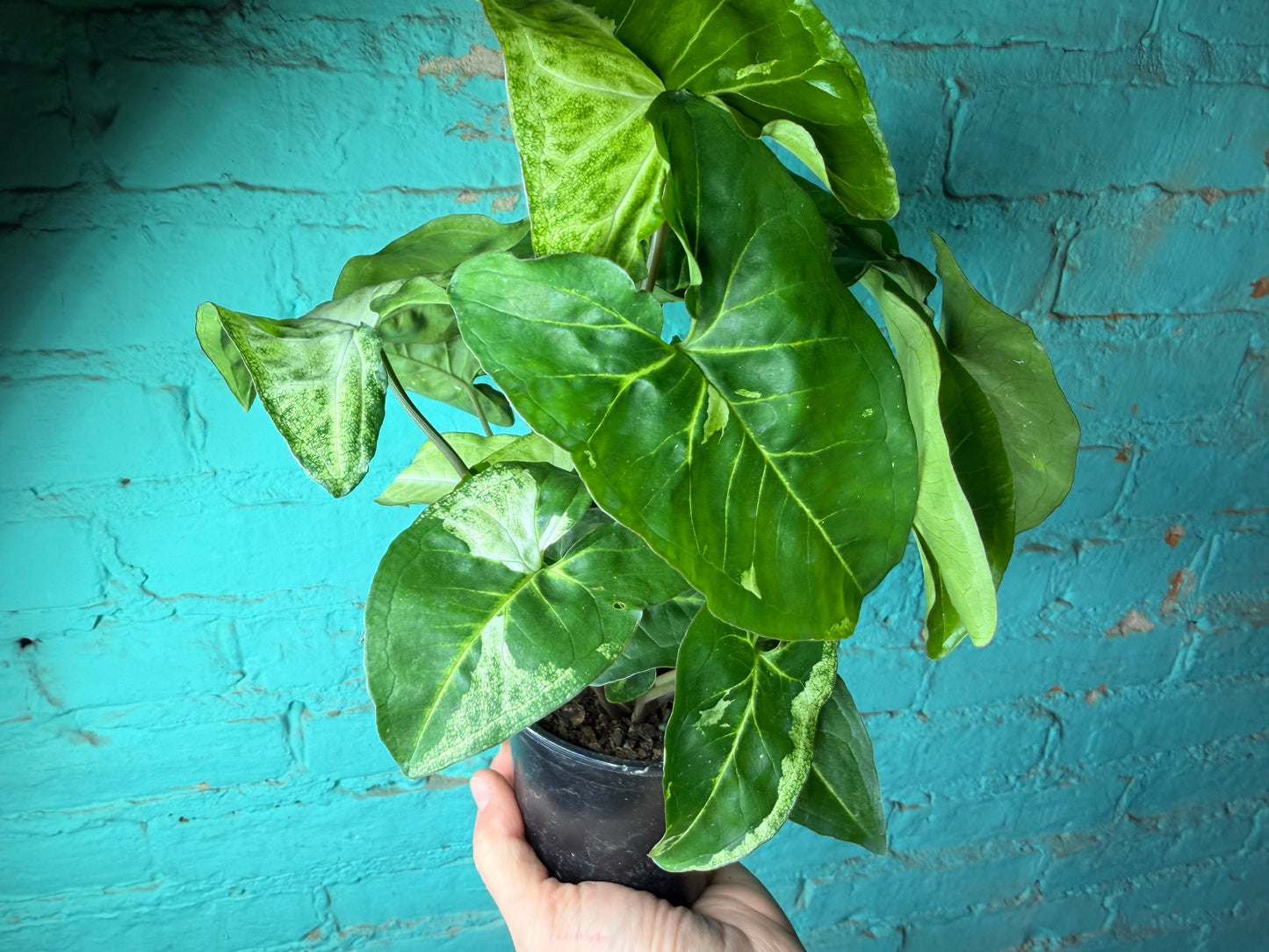 Syngonium Podophyllum Variegated 4”