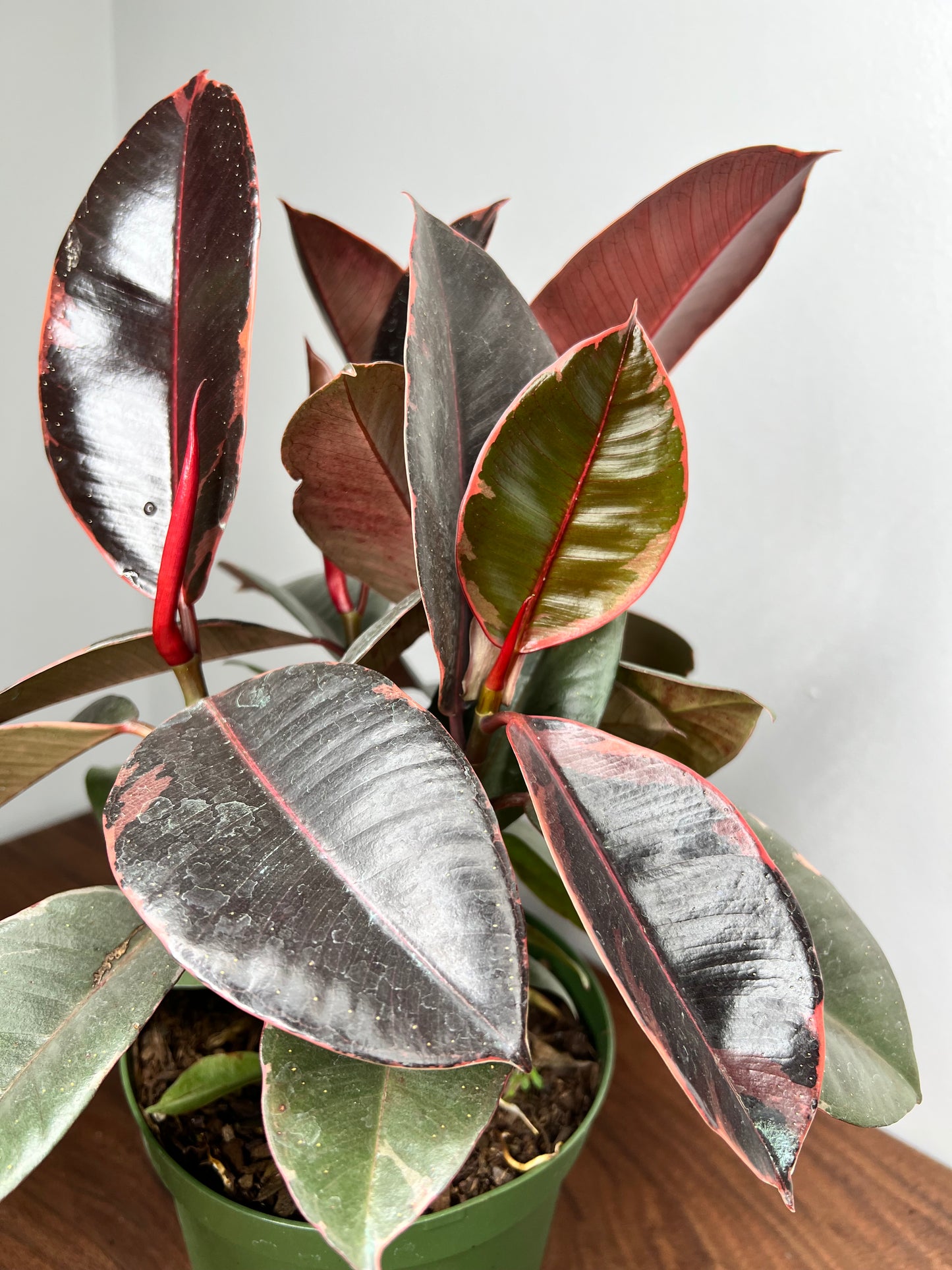 Rubber Plant-Ruby variegated 6”