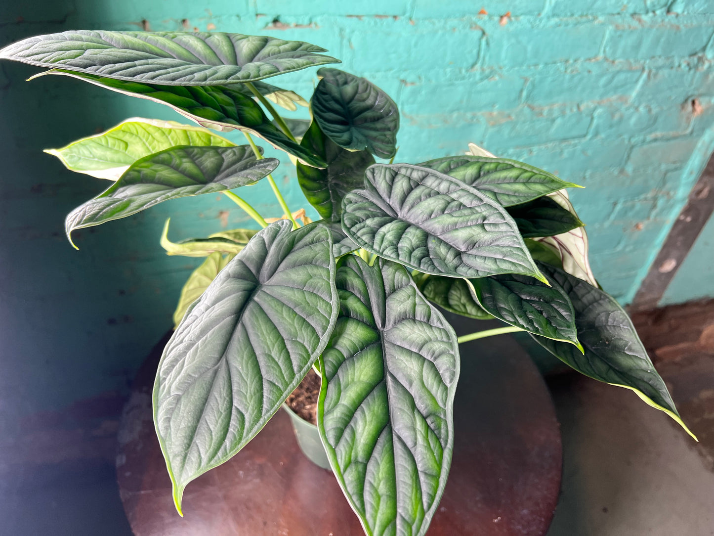 Alocasia Dragon Scale 6”