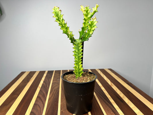 Euphorbia Trigona 5”