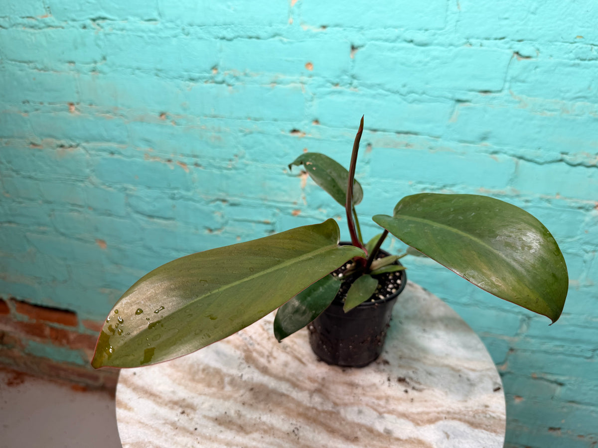 Philodendron Sayaka 4”