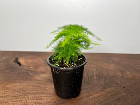 Asparagus Fern