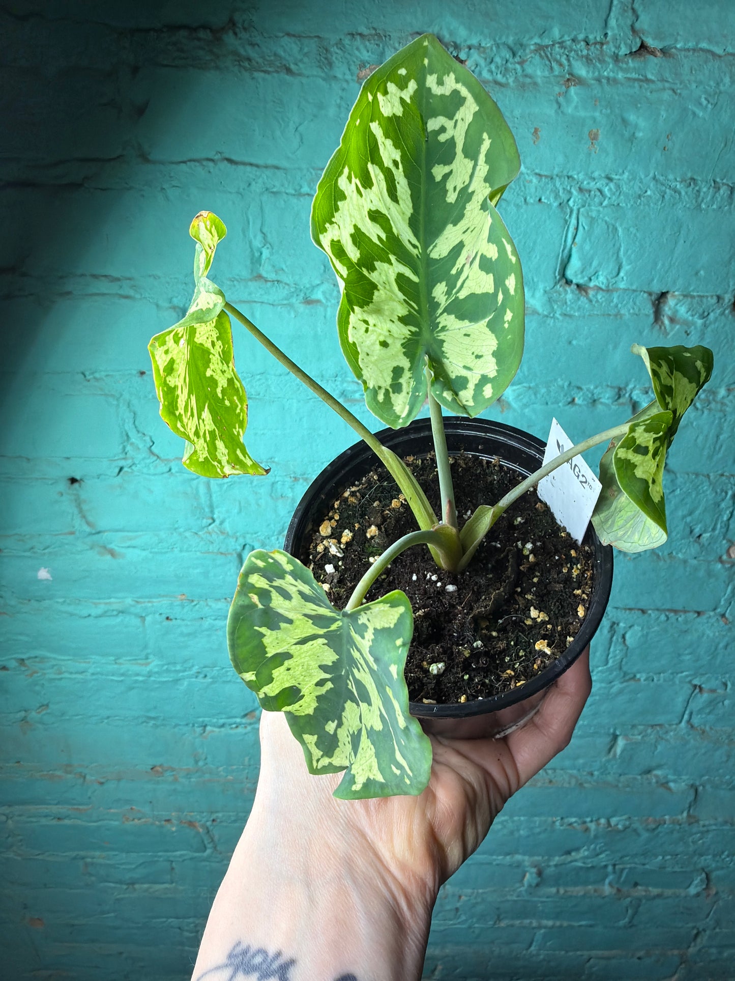 Alocasia Hilo Beauty 4”