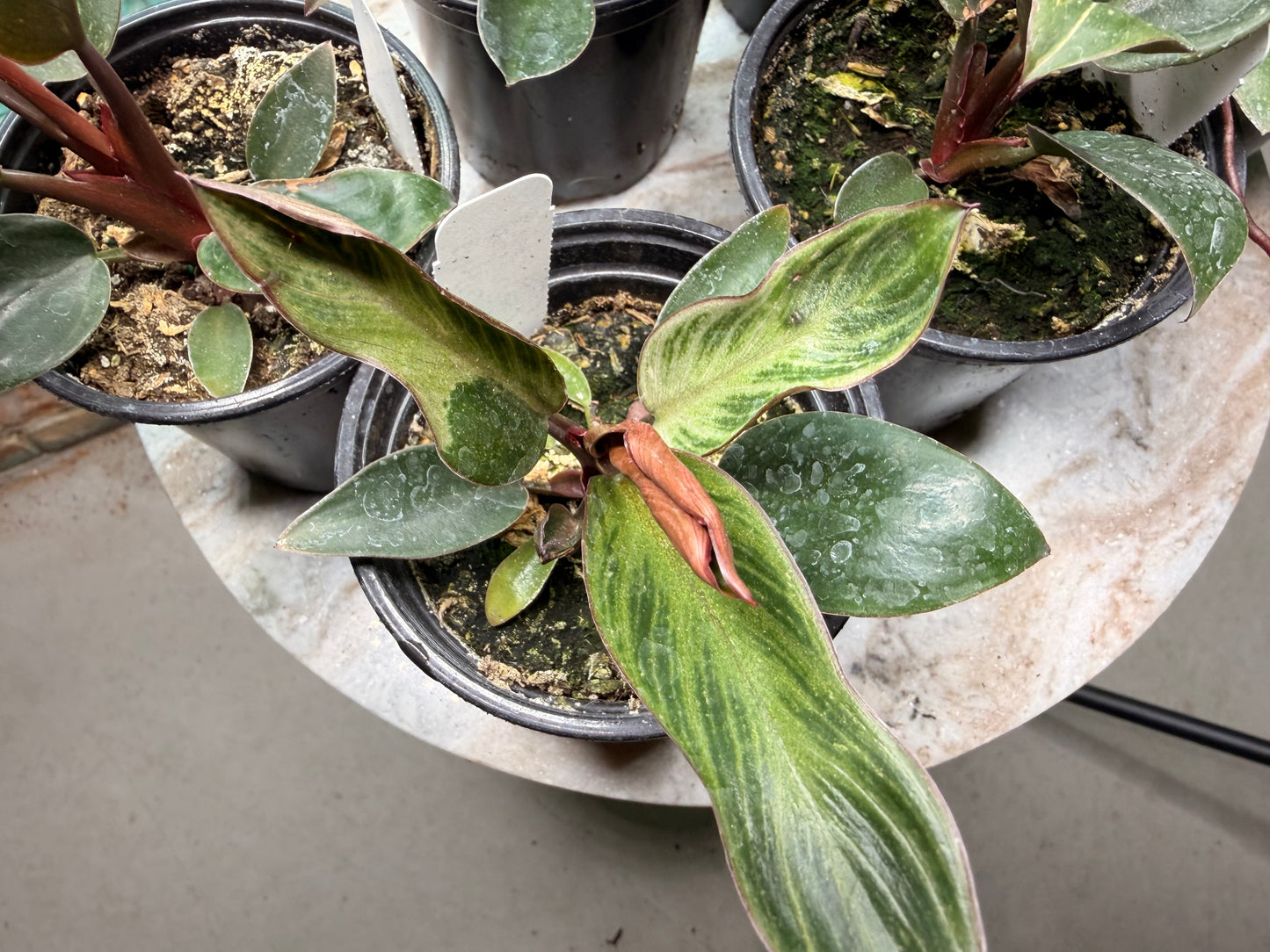 Philodendron Birkin Pink 4”