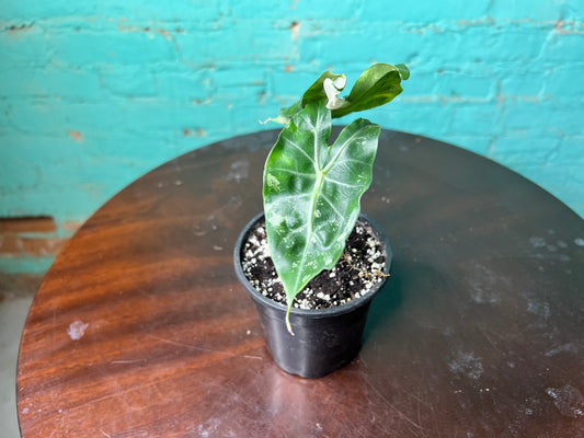 Alocasia Pink Dragon Variegated 4”